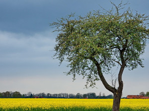 Alter Baum am Wegrand (by_uschi dreiucker_pixelio.de)