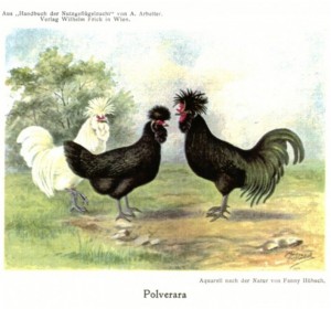 Aquarell von Polveraras in Buch A.Arbeiter von 1914