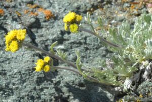 Artemisia glacialis_Infoflora