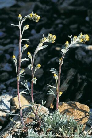 Artemisia umbelliforis_Infoflora