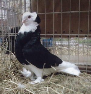 Slovenian Beloglavcek pigeon