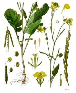 Brassica_nigra
