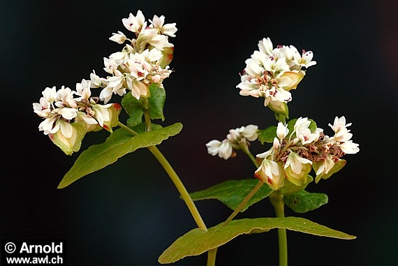 Buchweizenblüte