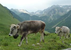 Buischa-Kühe (Foto Grünenfelder)