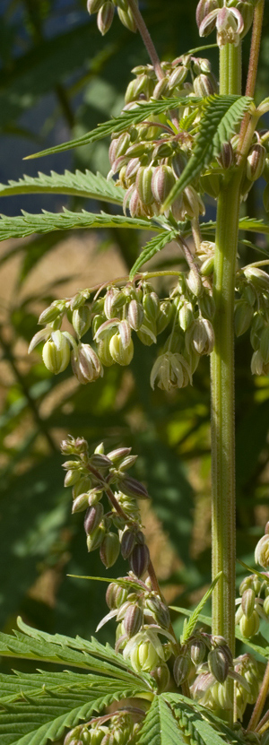Faerhanf, eine blühende männliche Pflanze. Quelle: Peer Schilperoord