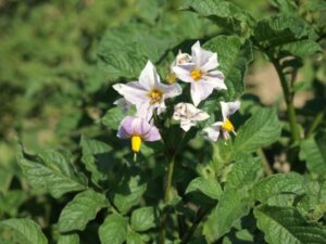 D.2_culture de la pdt_Solanum_tuberosum_Ajanhuiri_(ProSpecieRara)