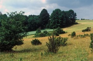 Feldgraswirtschaft (Egartenwirtschaft) auf der Schwäbischen Alb (bei Schopfloch; 1991). Source: www.dggl.org/landesverbaende/baden-wuerttemberg