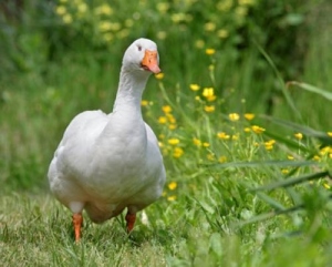 Domestic Goose. Hausgans. Oie domestique. Quelle: / Source: www.schule-und-familie.de