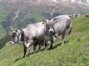 (Foto Südtiroler Rinderzuchtverband)