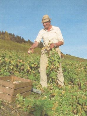 Händische Ernte der Herbstrübe; Quelle: Vogl-Lukasser: Erfahrungen über Lokalsorten traditioneller Kulturarten in Osttirol