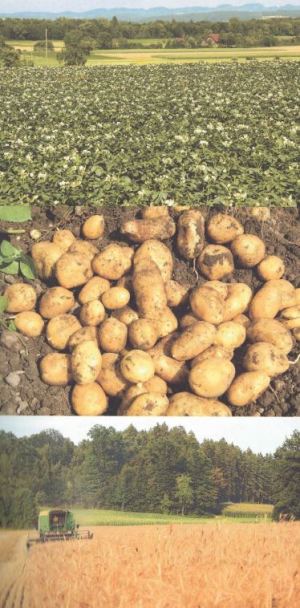 Kartoffeln und Getreide - zwei Grundnahrungsmittel, deren Anbau durch die IP-Suisse massgeblich verändert und gefördert wurde; Quelle: Kartoffeln, Klee und kluge Köpfe (2009)