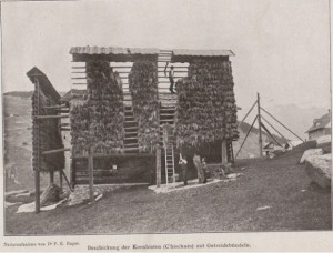 Dr. P.K. Hager: Kornhisten in Graubünden (Switzerland)1916