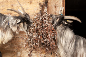 Laubfutter_Laubfütterung_Weiden_Golden_Willow_getrocknet_Winterfutter_Winterfütterung_Entwurmung_Adelboden_Grüenochte_Geiss_ProSpecieRara