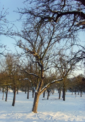 Obstbäume im Winter (by_MG_pixelio.de)