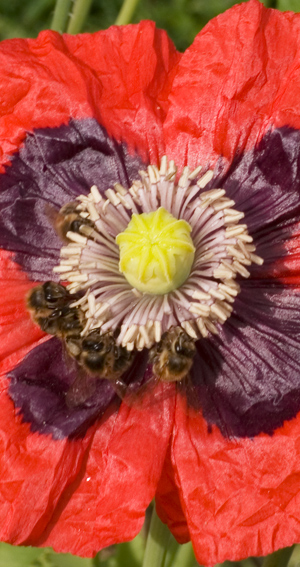 Blühender Schüttmohn mit Bienen. Quelle: Peer Schilperoord