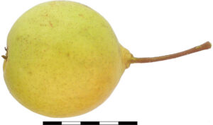PoiVerdet 1A (Charrat)