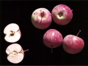 Pomme Raisin (Image: Corbaz, 2006)