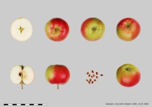 Pomme Recor  (Image: Fructus)