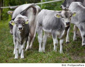 Vache grise rhétique (Image: ProSpecieRara)