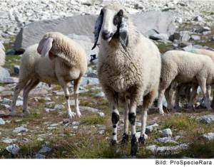 Moutons de Saas (Image: ProSpecieRara)