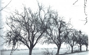 Apfelsorte Sauergrauech vor Schnitt. Quelle: Kunz 1945
