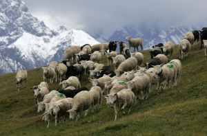 Schafherde in den Alpen. Troupeau de moutons dans les Alpes. Quelle: / Source: Keystone, Arno Balzarini