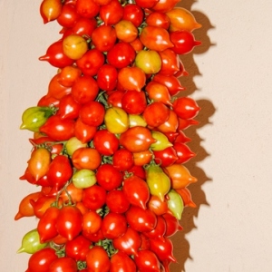 Vesuvio Tomate. Quelle Zollinger Samen