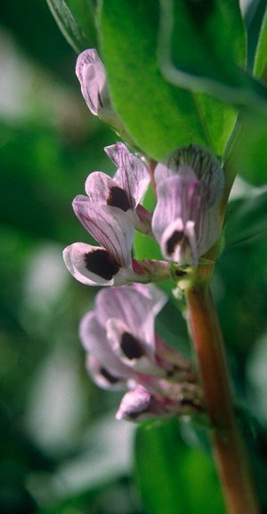 Vicia_faba_Ackerbohne_Loetschental_Bluete