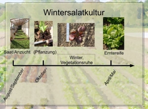 Wintersalatkultur; Quelle:Wenz/Wenger: https://kulturpflanzen-nutztiervielfalt.org