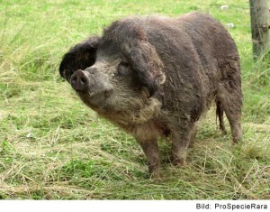 Porc laineux (Image: ProSpecieRara)