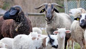 Bündner Oberländer Schaf. Moutons de l’Oberland grison (Image: ProSpecieRara)