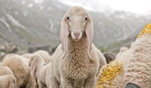 Moutons de Saas (Image: ProSpecieRara)