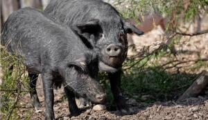 Cochon Noir des Alpes (Image: ProSpecieRara)
