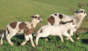 Mouton miroir (agneaux) (Image: ProSpecieRara)