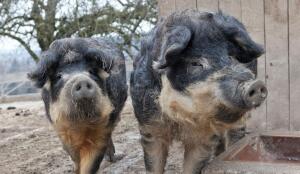 Porc laineux (Image: ProSpecieRara)
