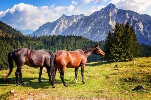Horse. Pferde. Chevaux. Quelle: / Source: pixabay.com