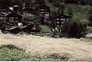 Roggenfeld reif in Ried/Lötschental im Jahr 1983, Bild R.Vonmoos
