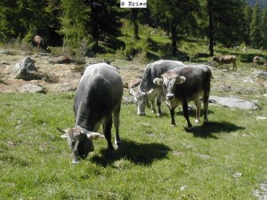 Tiroler Grauvieh
