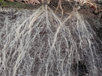 Wurzeln des Roggens: schnell, stark verzweigt, bis 2m tief; Bild Sortengarten Erschmatt